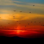 birds in synastry flying to sun setting down