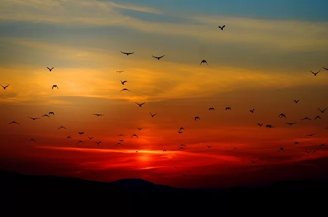 birds in synastry flying to sun setting down