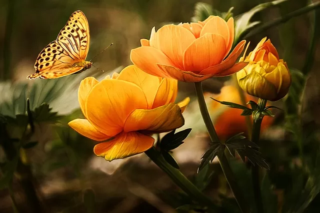 a butterfly in an orange flower with sun conjunct juno in synastry