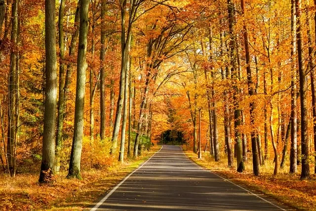 autumn road path in the forest with uranus conjunct north node synastry