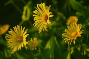 yellow flowers with juno conjunct jupiter synastry