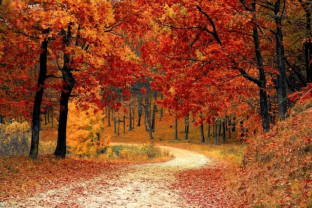 autumn forest path with Ceres conjunct venus synastry