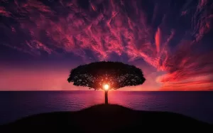 tree at red sunset with juno conjunct ascendant synastry